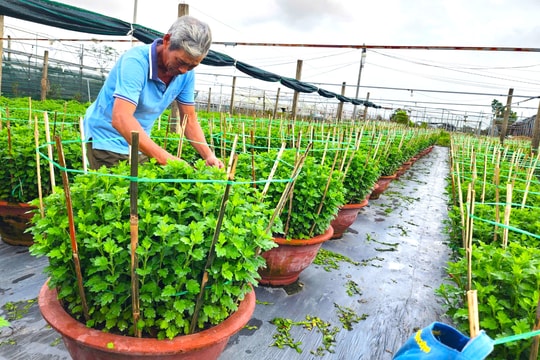 Vùng hoa Dương Sơn tất bật vụ hoa Tết