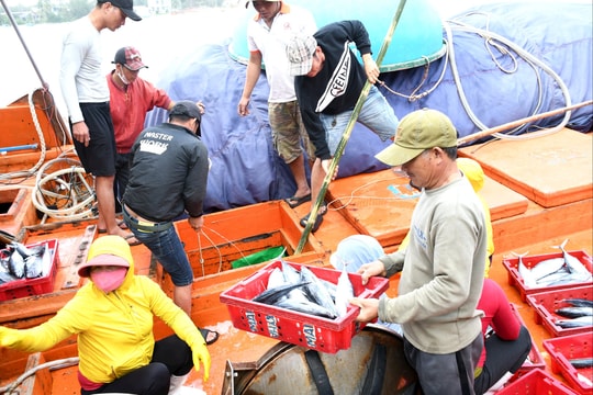 Phát triển nghề cá có trách nhiệm