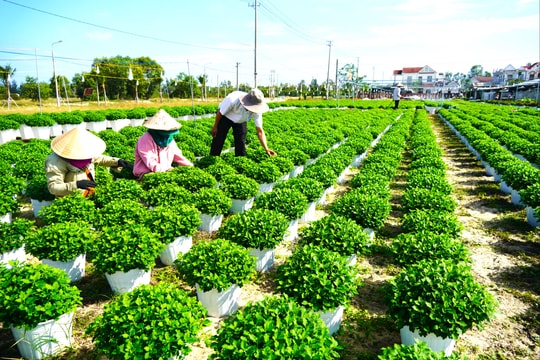 Hy vọng mùa hoa trên cát