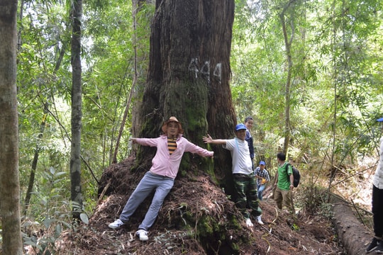 Khai thác hiệu quả giá trị rừng di sản pơ mu Hùng Sơn