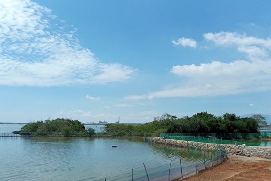 Bảo vệ đê điều và rừng ngập mặn