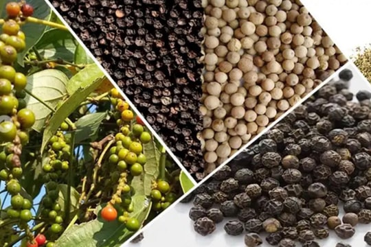 Giá tiêu hôm nay 4/5/2026: Ổn định 144.000 đ/kg
