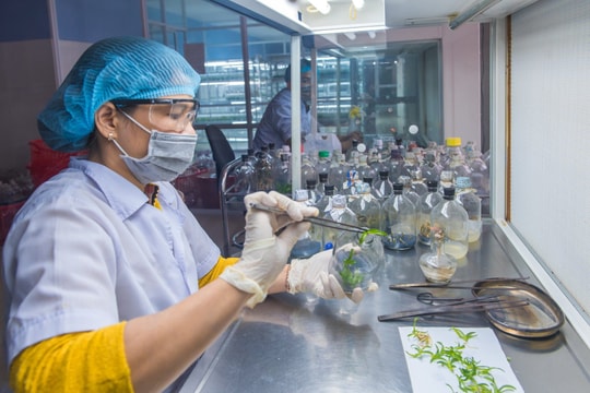 Bảo tồn nguồn gen bản địa trong xây dựng đô thị sinh thái