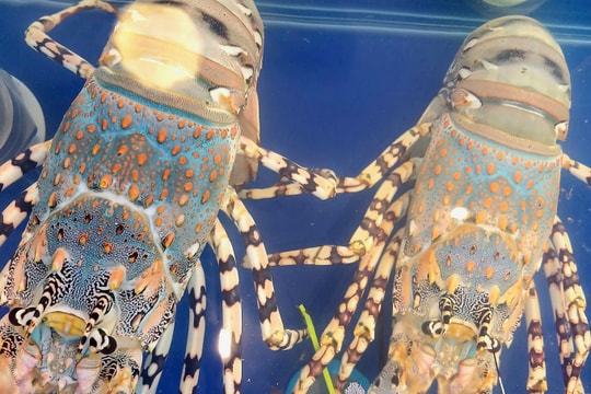 Giá tôm hùm bông tăng 35%, lên gần 2,8 triệu đồng/kg