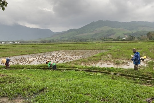 Bảo đảm sản xuất vụ đông xuân 2025 - 2026