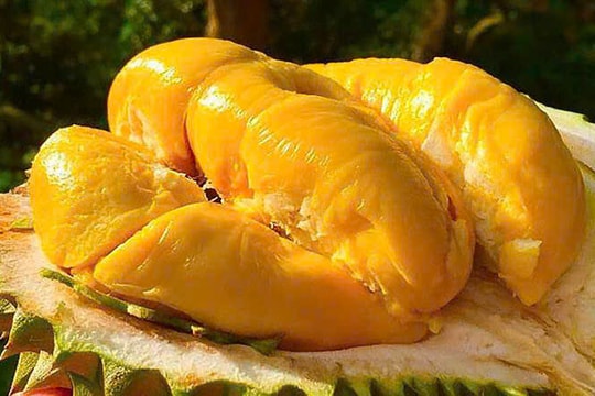 Giá sầu riêng hôm nay 16/12: Musang King giữ mốc 118.000 đồng/kg