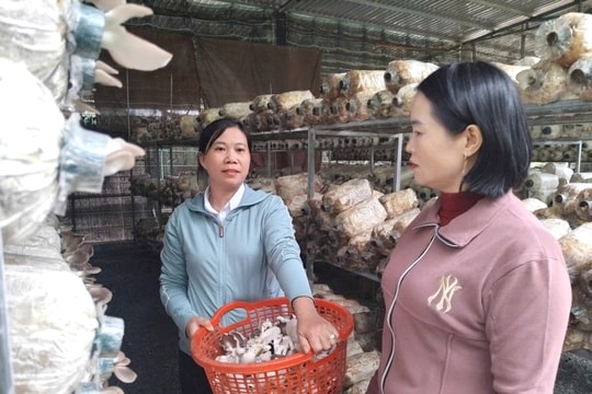 Khai phá tiềm năng nông nghiệp