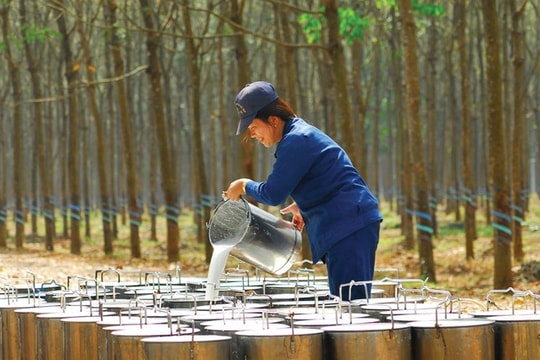 Giá cao su 17/12: TOCOM, SHFE giảm, thị trường Singapore ngược dòng