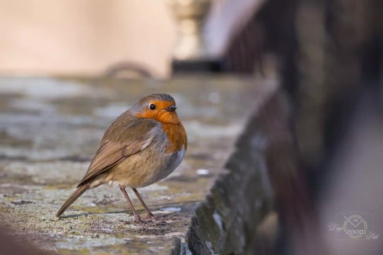 Bí quyết chụp ảnh chim cổ đỏ sắc nét như nhiếp ảnh gia