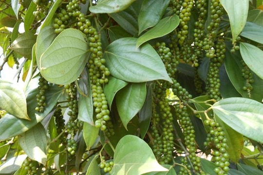 Giá tiêu hôm nay 17/12: Tăng nhẹ lên 150.000 đồng/kg trong nước