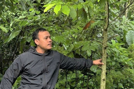 Trưởng thôn Cơ Tu làm gương trồng rừng gỗ lớn