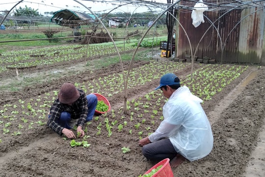 Thời tiết thuận lợi sản xuất vụ đông xuân