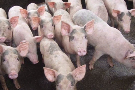 Giá heo hơi hôm nay 19/12: Miền Bắc chạm mốc 68.000 đồng/kg