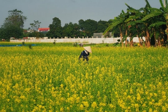 Hà Nội: Cánh đồng hoa cải vàng Thuận An vào mùa nở rộ