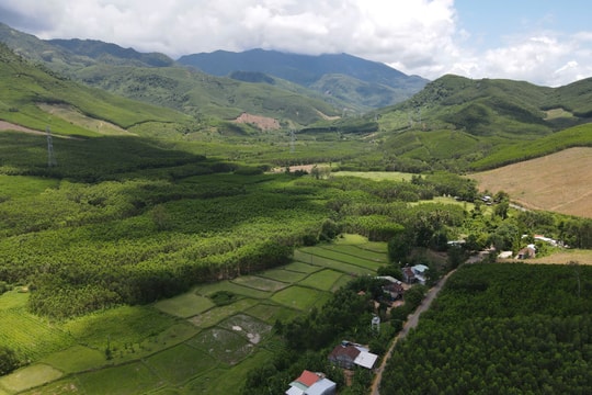 Mở lối cho rừng gỗ lớn