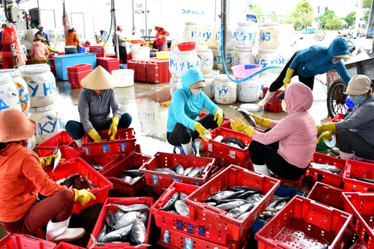 Giám sát sản lượng hải sản: Cần giải quyết bất cập ở bến cá vùng bãi ngang