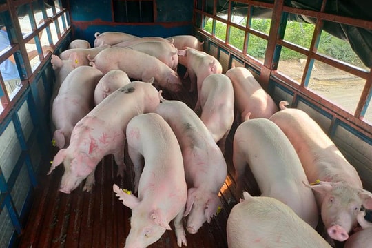 Giá heo hơi ngày 20/12: Miền Bắc lập đỉnh 69.000 đồng/kg