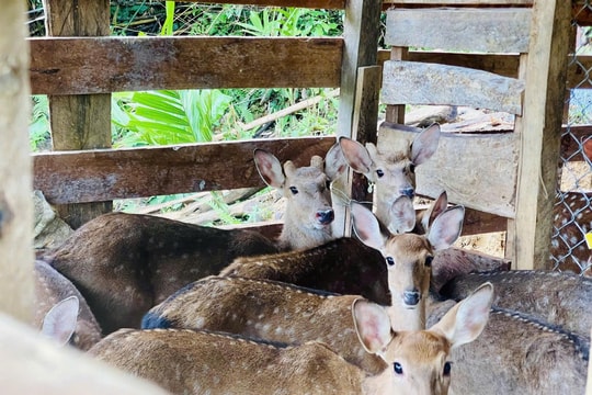 Phát triển mô hình kinh tế mới ở miền núi