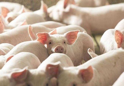 Giá heo hơi ngày 21/12: Miền Bắc chạm đỉnh 69.000 đồng/kg