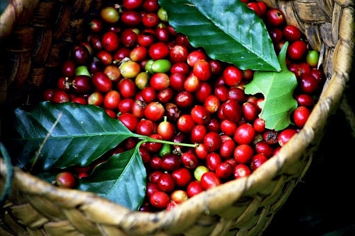 Giá cà phê hôm nay 22/12: Chạm đáy 90.000 đồng/kg sau đợt giảm sâu