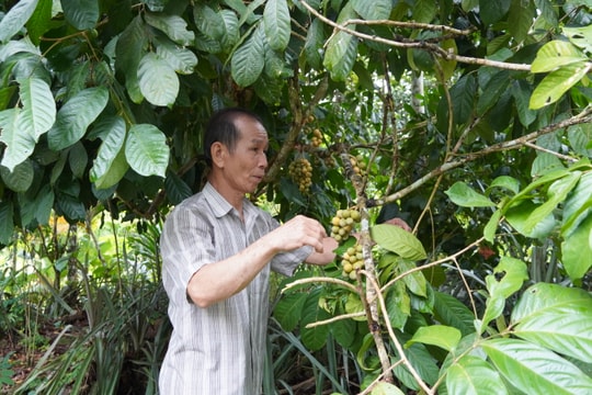 Giai đoạn 2022 - 2025, xã Tiên Phước có 772 hộ nông dân sản xuất, kinh doanh giỏi các cấp