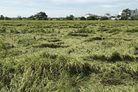 Đà Nẵng quy định mức hỗ trợ cây trồng, vật nuôi thiệt hại do thiên tai