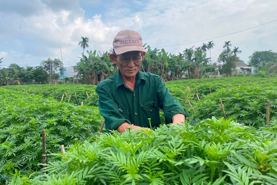 Phường Điện Bàn Bắc sẽ hợp nhất các CLB văn hóa nghệ thuật, thể dục thể thao