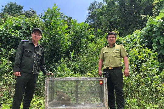 Tăng cường tuyên truyền, bảo vệ động vật hoang dã