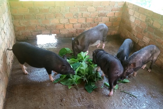 Kỳ vọng thoát nghèo từ nuôi heo đen