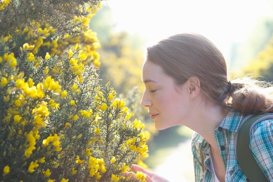 Bản đồ mùi hương: “Đọc” đô thị qua khứu giác