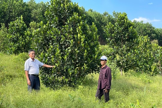 Xã Trà Tân khắc phục khó khăn để thực hiện đạt các nhiệm vụ kinh tế - xã hội năm 2025