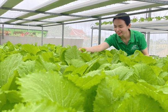 Sản xuất rau hữu cơ: Hướng đến nông nghiệp xanh và bền vững