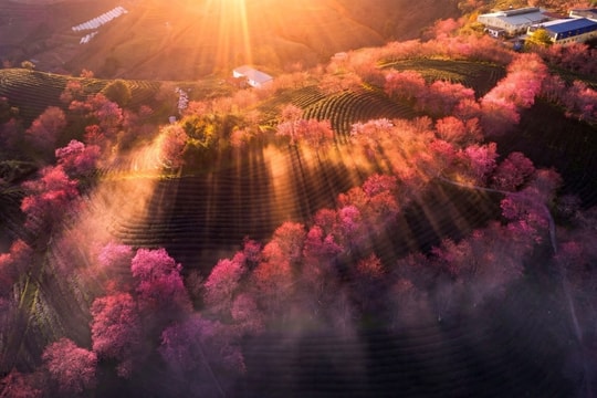 Sapa: Hồi sinh đồi chè Ô Quý Hồ và sắc hoa mai anh đào