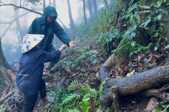 Mùa sâm ngủ đông
