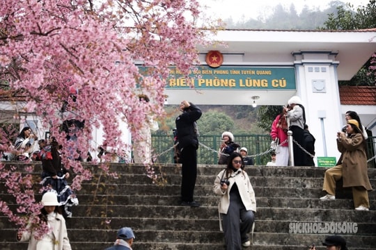 Lũng Cú: Sắc hồng mai anh đào bung nở giữa đại ngàn cực Bắc