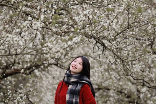 Mộc Châu: Ngắm mùa hoa mận nở sớm dịp Tết Dương lịch