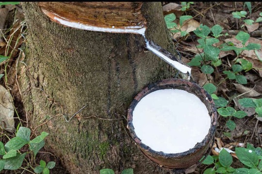 Giá cao su ngày 31/12: Sàn Tocom tăng phiên thứ 7 liên tiếp