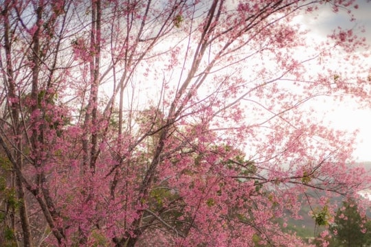 Đà Lạt: 5 điểm ngắm mai anh đào rực hồng dịp đầu năm