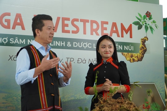 Nam Trà My livestream bán sâm Ngọc Linh, mở rộng kênh tiêu thụ