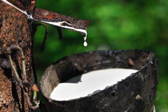 Giá cao su hôm nay 1/1/2026: Thị trường nội địa ổn định ở mức cao, sàn Nhật Bản tăng phiên thứ 8