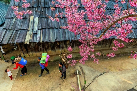 Nghệ An: Khám phá mùa hoa anh đào rực hồng giữa đại ngàn bản Phà Nọi
