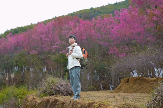 Sa Pa và Mù Cang Chải kín phòng đầu năm 2026: Sức hút từ mùa hoa tớ dày