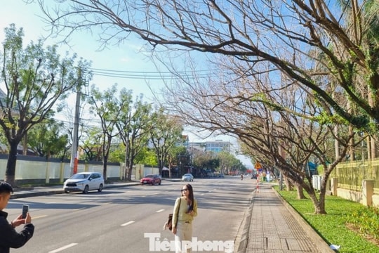 Đà Nẵng: Ngắm hàng sưa mùa thay lá đẹp tựa thước phim tại phường Bàn Thạch