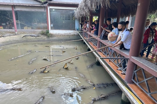 Miền Tây hút khách dịp Tết Dương lịch 2026: Trải nghiệm xanh và 'giao lưu' đàn cá sấu