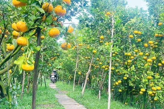 Lai Vung: Lạc bước giữa vương quốc quýt hồng rực sắc vàng cam mùa chín rộ