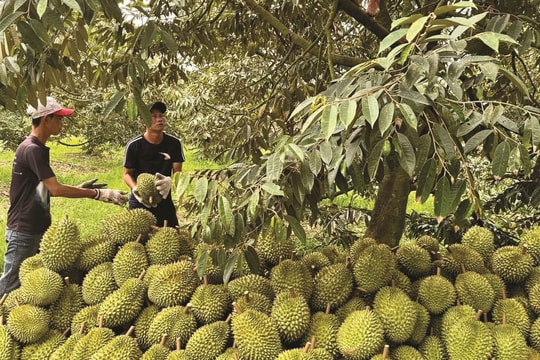 Giá sầu riêng hôm nay 4/1: Sầu Thái tăng mạnh, chạm mốc 105.000 đồng/kg