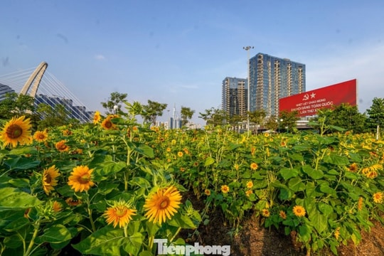 TPHCM: Khám phá vườn hướng dương nghìn bông rực rỡ bên bờ sông Sài Gòn