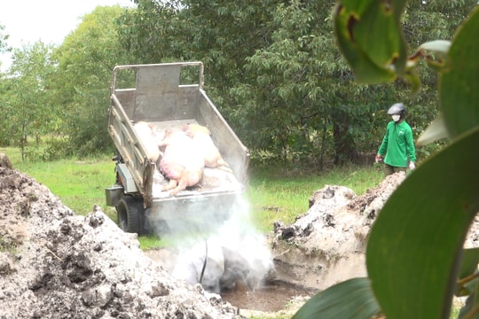 Thăng Điền khuyến khích người chăn nuôi tái đàn heo