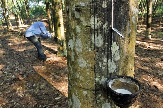 Giá cao su hôm nay 5/1: Thị trường quốc tế phân hóa, giá nội địa ổn định ở mức cao