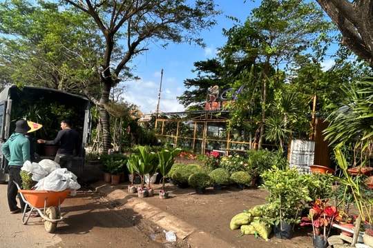 Thị trường hoa, cây cảnh sôi động